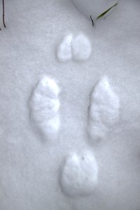 snowshoe hare tracks