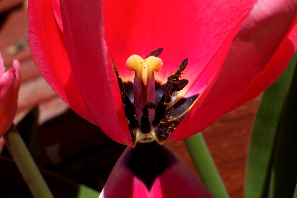 Hey Baby, Check Out My Stamen