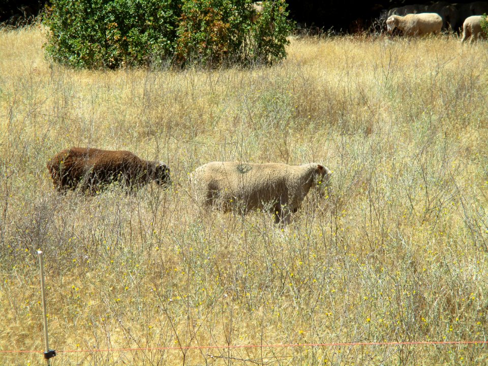 Flocking Back to the Hills of Cronan Ranch