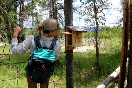 Mountain Bluebird Nestbox Trail Project photo