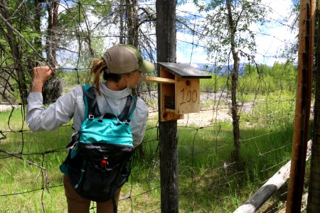 Mountain Bluebird Nestbox Trail Project