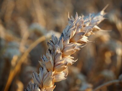 Wheat axes mark
