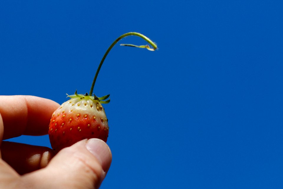 Strawberry, White, and Blue