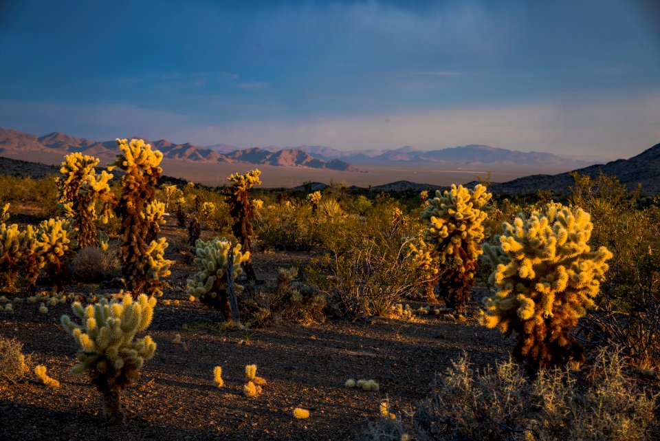Bigelow Cholla Garden Wilderness