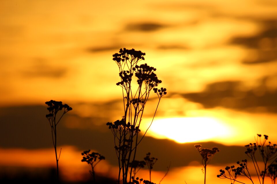 Tansy abendstimmung sky