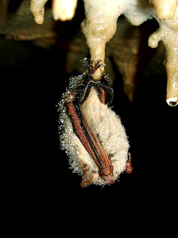 Tricolored bat