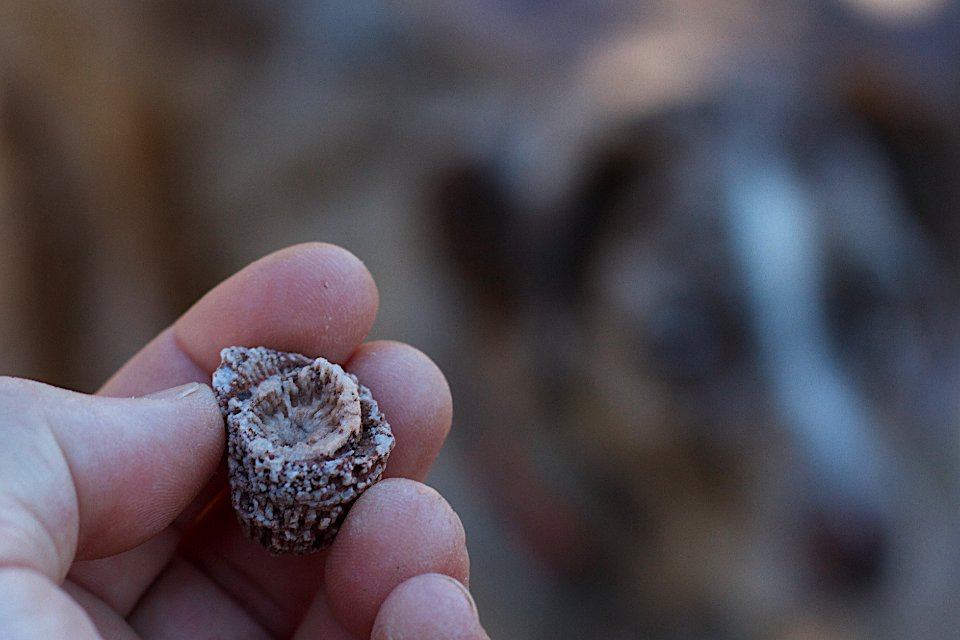 Rugose Coral Fossil