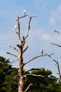 Chincoteague National Wildlife Refuge