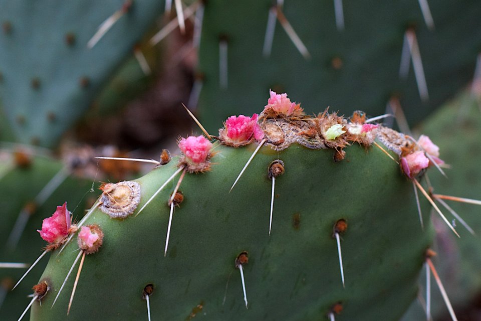 SOMEONE NABBED ALL THE CACTUS FRUIT!