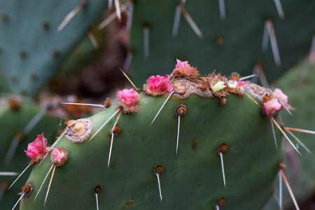 SOMEONE NABBED ALL THE CACTUS FRUIT!