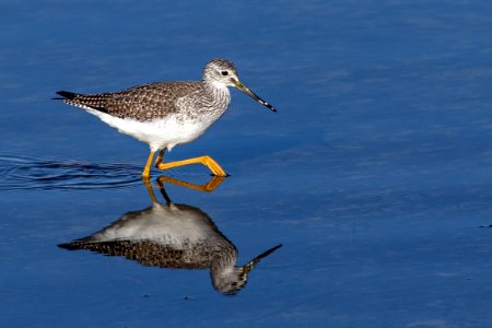 Greater Yellowlegs St. Marks NWR photo