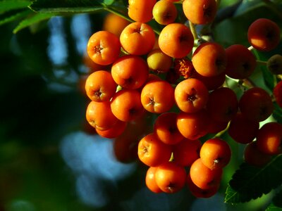 Orange nature orange berry