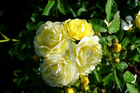 Plant yellow spring