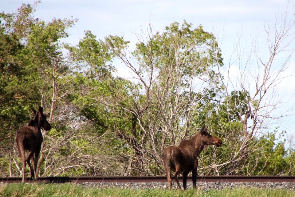 You Know The One About Why the Moose Crossed The Tracks?