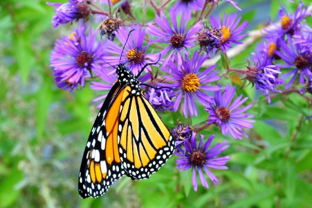 Monarch on New England Aster Sand Lake WMD photo