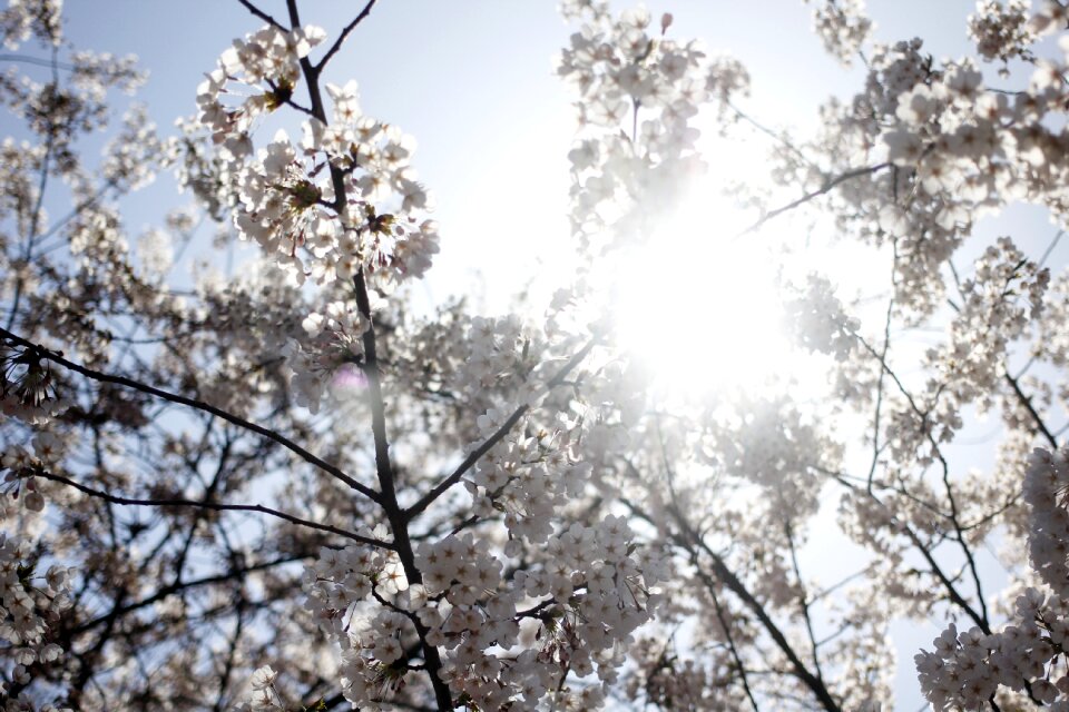 Nature plants cherry flowers
