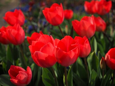 Spring close up colorful photo