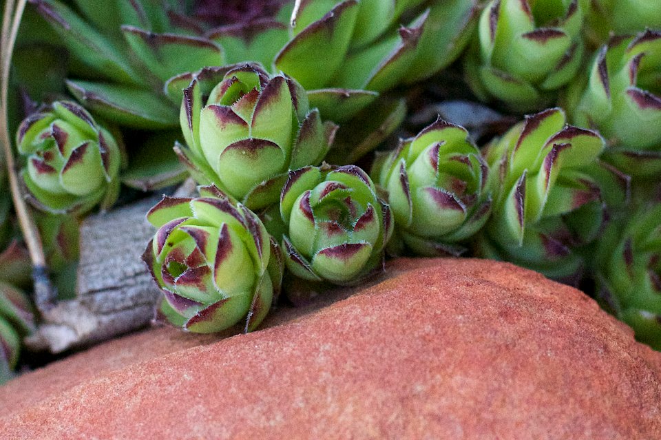 2015/365/146 Little Chickens, Hens (sempervivum)