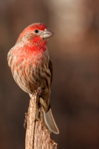 House Finch photo