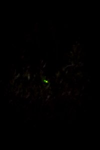 Bethany Beach Firefly Survey - 2019