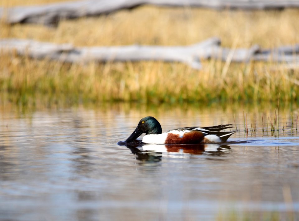 Northern shoveler on Seedskadee National Wildlife Refuge