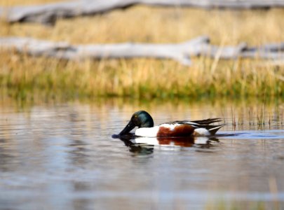 Northern shoveler on Seedskadee National Wildlife Refuge