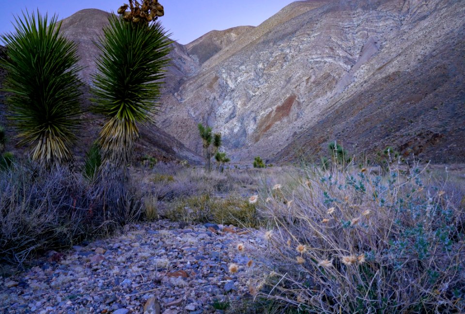 Inyo Mountain Wilderness photo