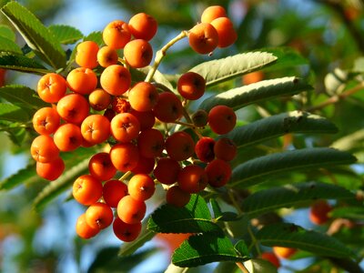 Orange plant tree