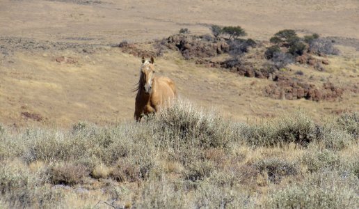 WINNER: Lone stallion in the Applegate Field Office