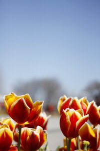 Flower gardens garden flower horn