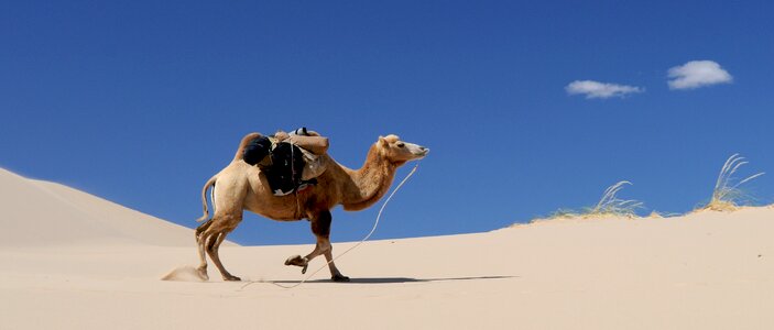 Desert sand mongolia photo