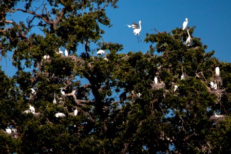 Rookery photo