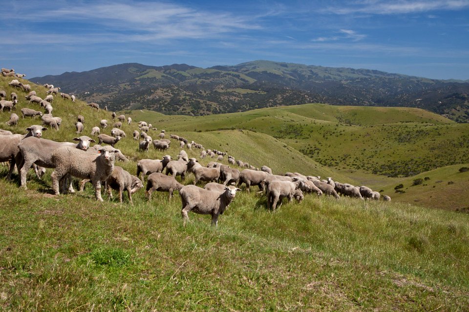 Sheep Graze at Fort Ord