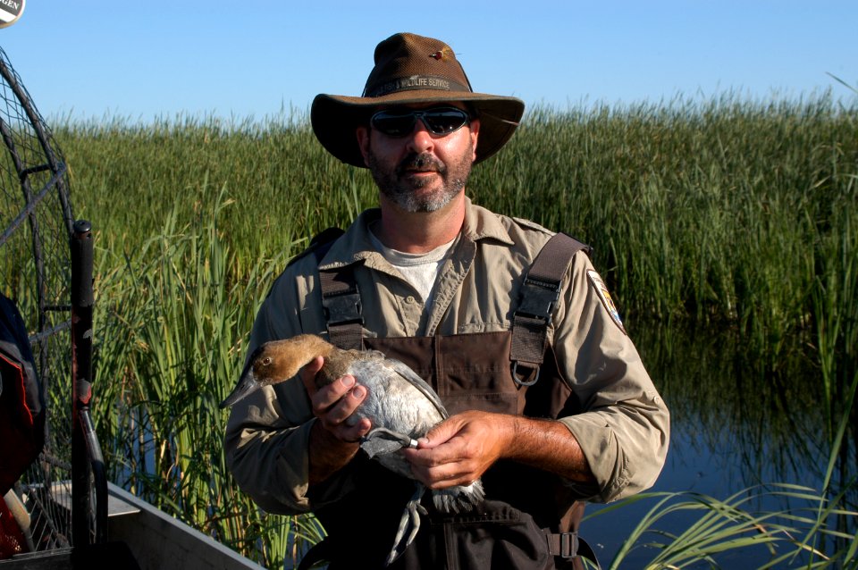 Lalonde Big Grass 2013 Canvasback photocreditRobSpanglerUSFWS