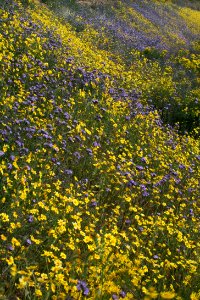 Carrizo Plain National Monument