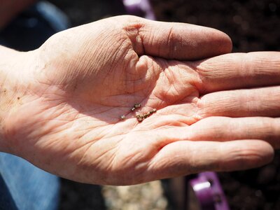 Sowing woodruff hand