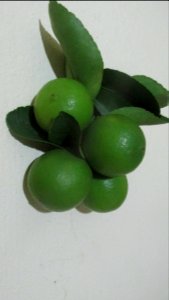 Imagem 006