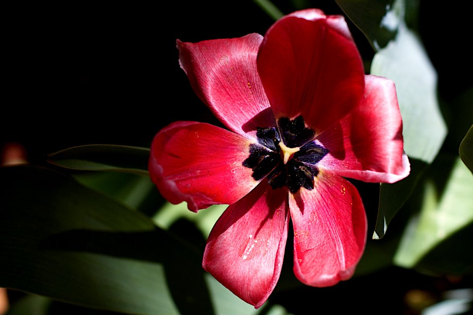 Tulip Button
