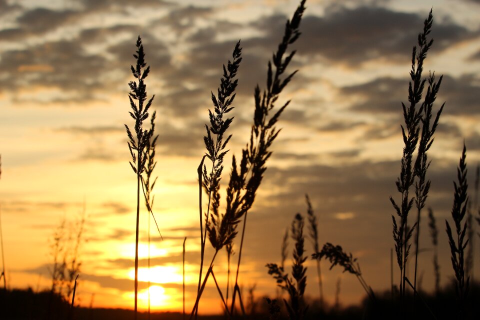 Grass abendstimmung sky