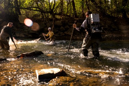 Chesapeake logperch surveying