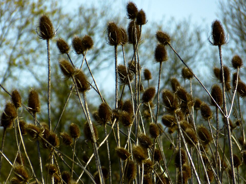 Dipsacus fullonum rough thistle wool thistle