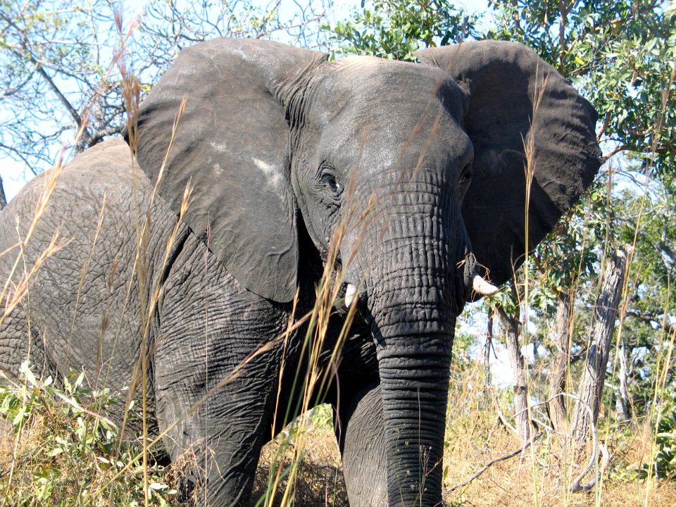 African elephant bull