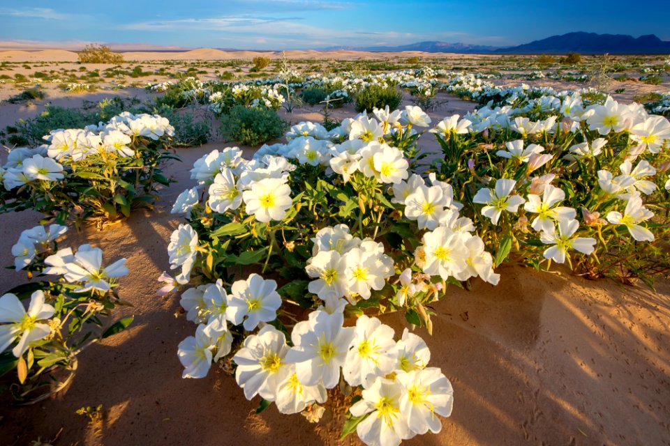 Cadiz Dunes Wilderness