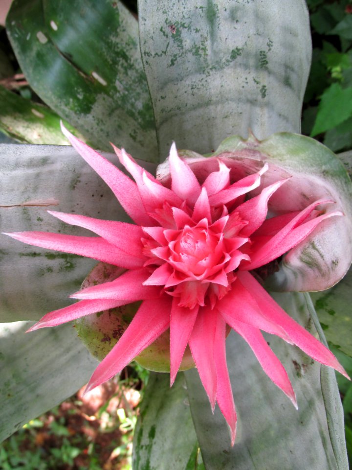 bromélia