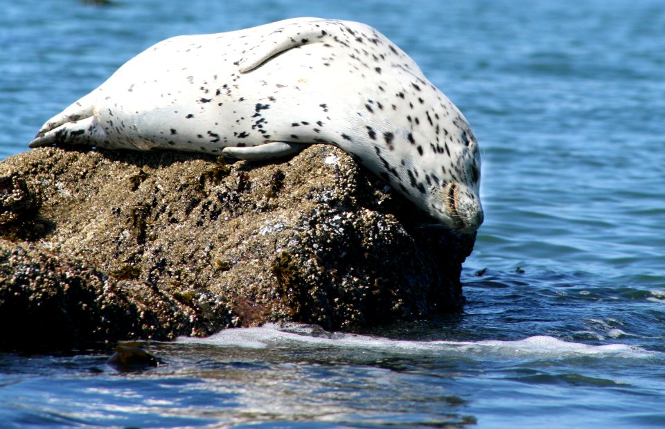 California Coastal National Monument at Trinidad Head