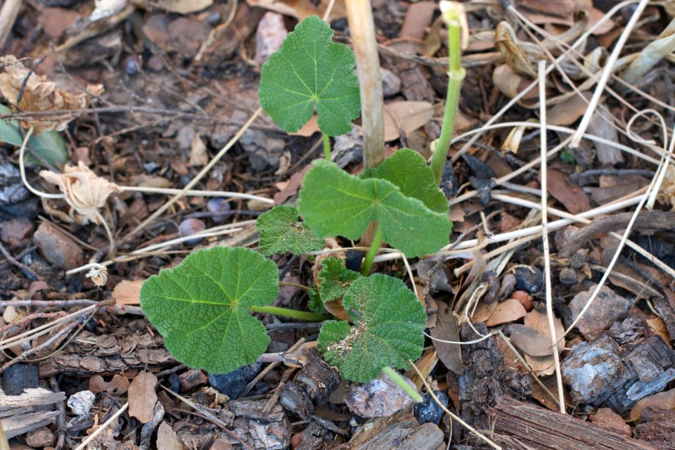 The Hollyhock Lives!