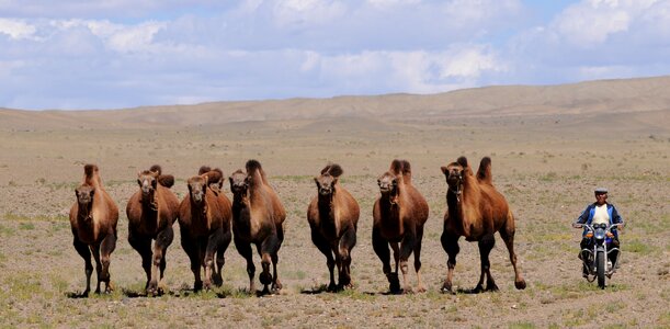 Camels nomad desert photo