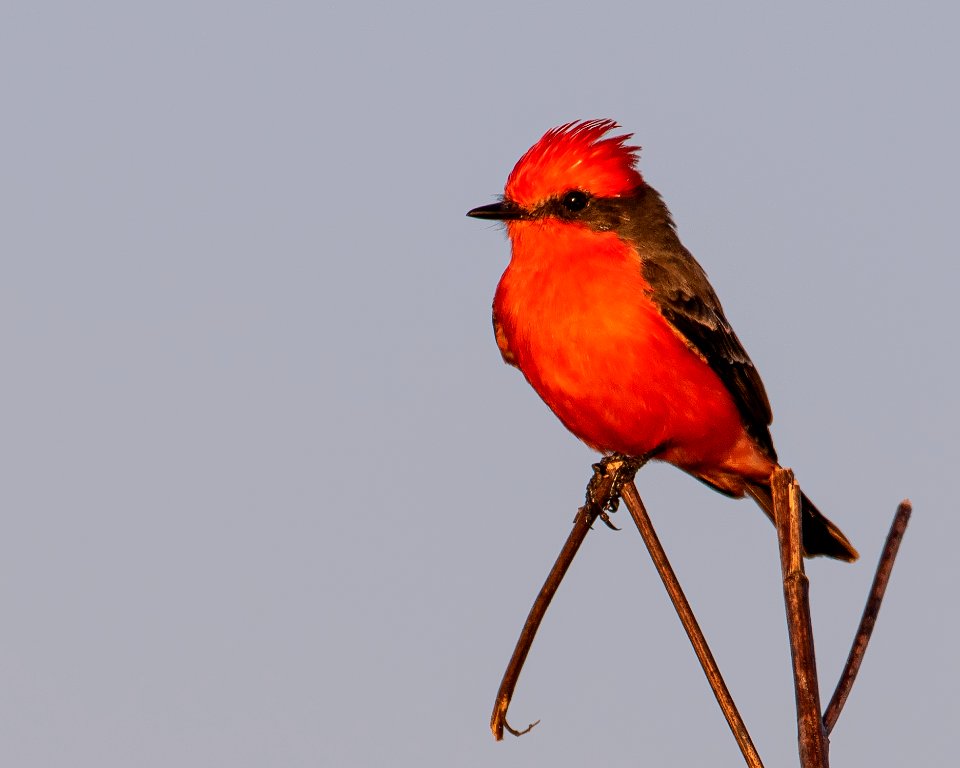 Vermilion Flycatcher St. Marks NWR