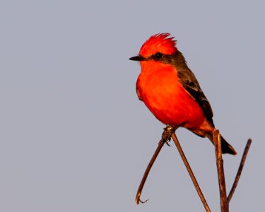 Vermilion Flycatcher St. Marks NWR