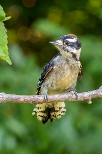 Downy Woodpecker photo